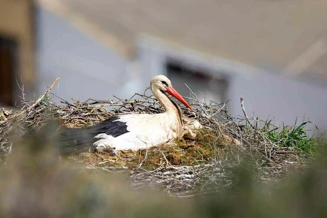 White Stork Nest